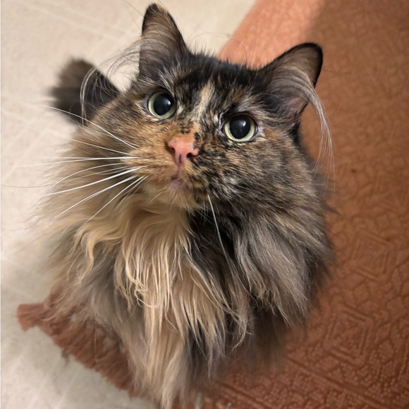 Meet your Posher, Kenzie - Picture 2 of 7